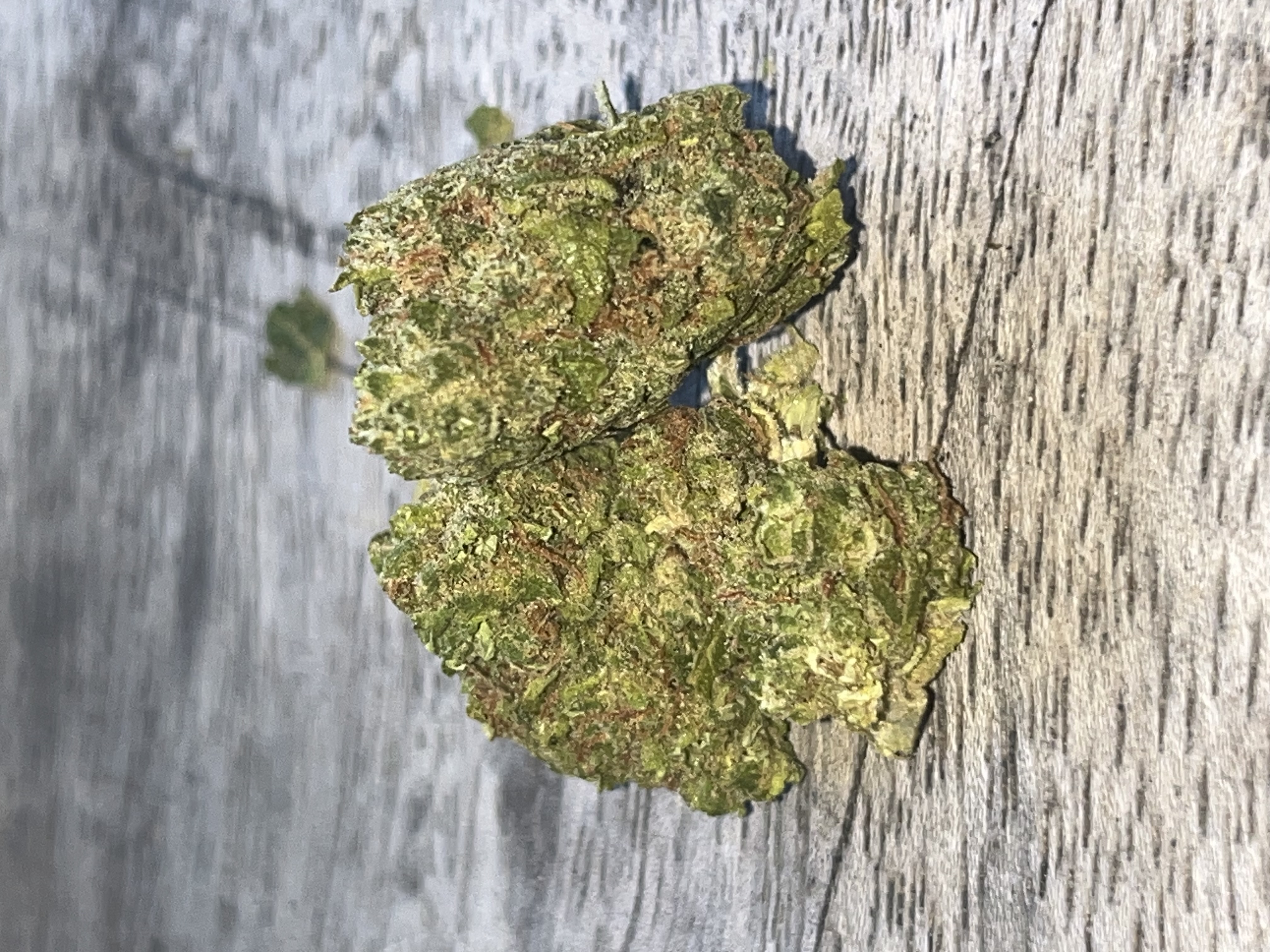 BIO Sunkissed Satisfaction wiet experiment strain
